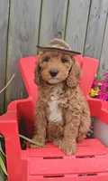 Ranger Joe (miniature), a male Goldendoodle and Miniature Goldendoodle for sale in Indianapolis, IN – Photo 3 of 6