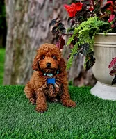 Rhett, a male Poodle - Toy  for sale in Indianapolis, IN – 6 of 8