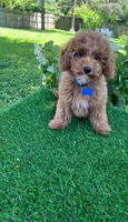 Perry (miniature), a male Goldendoodle and Miniature Goldendoodle for sale in Indianapolis, IN – 2 of 6
