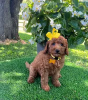 Elsie (micro mini), a female Goldendoodle for sale in Indianapolis, IN – 4 of 9