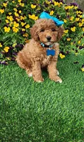 Dutchess  (miniature), a female Goldendoodle and Miniature Goldendoodle for sale in Indianapolis, IN – 2 of 6