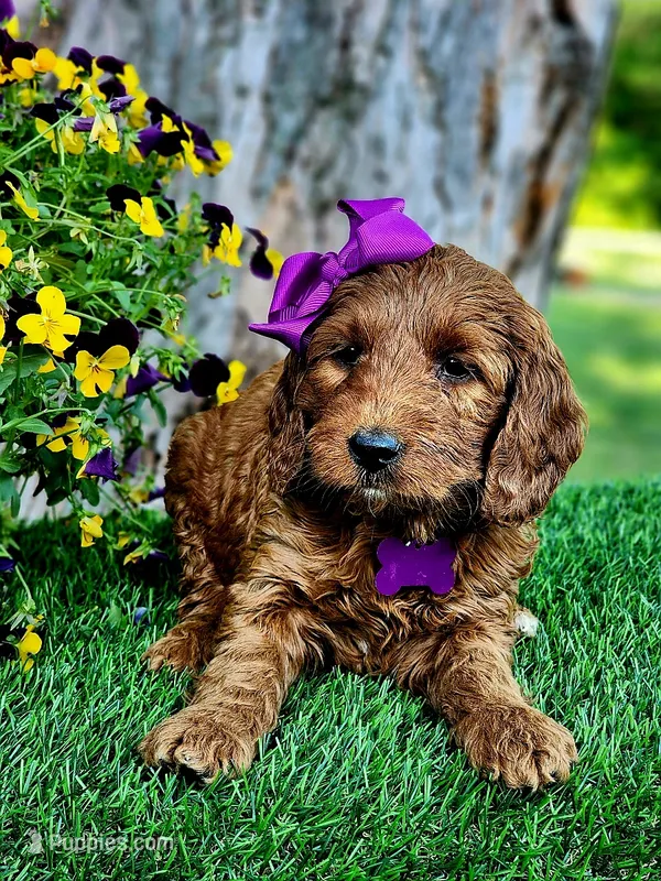 Gabby (miniature) – Goldendoodle, Miniature Goldendoodle puppy for sale in Indianapolis, IN