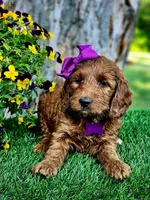 Gabby (miniature), a female Goldendoodle and Miniature Goldendoodle for sale in Indianapolis, IN – 1 of 10