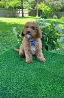 Perry (miniature), a male Goldendoodle and Miniature Goldendoodle for sale in Indianapolis, IN – 6 of 6