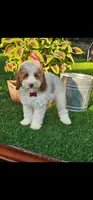 Barron (miniature), a male Goldendoodle and Miniature Goldendoodle for sale in Indianapolis, IN – 5 of 5