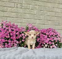 Tiny Taco, a male Chihuahua for sale in Indianapolis, IN – Photo 2 of 3