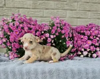 Tiny Taco, a male Chihuahua for sale in Indianapolis, IN – Photo 1 of 3
