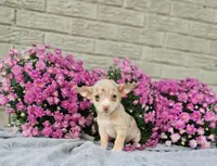 Tiny Taco, a male Chihuahua for sale in Indianapolis, IN – Photo 3 of 3