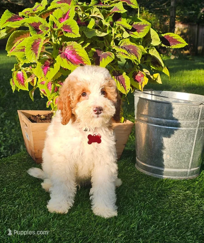 Barron (miniature) – Goldendoodle, Miniature Goldendoodle puppy for sale in Indianapolis, IN