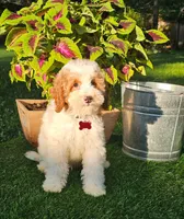 Barron (miniature), a male Goldendoodle and Miniature Goldendoodle for sale in Indianapolis, IN – 1 of 5