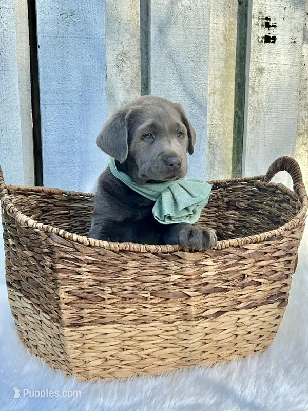 Dutchess – Labrador Retriever puppy for sale in Indianapolis, IN