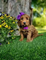 Gabby (miniature), a female Goldendoodle and Miniature Goldendoodle for sale in Indianapolis, IN – 8 of 10