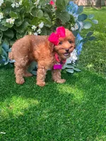 Ella (micro), a female Goldendoodle and Miniature Goldendoodle for sale in Indianapolis, IN – 2 of 5
