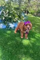 Dutchess, a female Miniature Goldendoodle for sale in Indianapolis, IN – 5 of 5