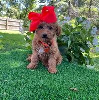 Dutchess  (micro mini), a female Goldendoodle and Miniature Goldendoodle for sale in Indianapolis, IN – 2 of 6