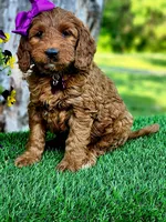 Gabby (miniature), a female Goldendoodle and Miniature Goldendoodle for sale in Indianapolis, IN – 2 of 10