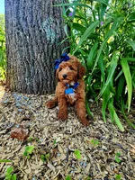 Penny (micro), a female Goldendoodle and Miniature Goldendoodle for sale in Indianapolis, IN – 2 of 5