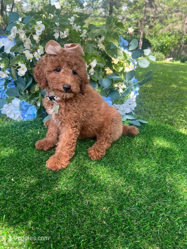 Savannah – Goldendoodle puppy for sale in Indianapolis, IN