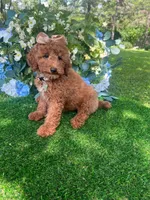 Savannah, a female Goldendoodle for sale in Indianapolis, IN – 1 of 4