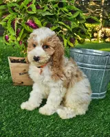 Branson (miniature), a male Goldendoodle and Miniature Goldendoodle for sale in Indianapolis, IN – 5 of 5