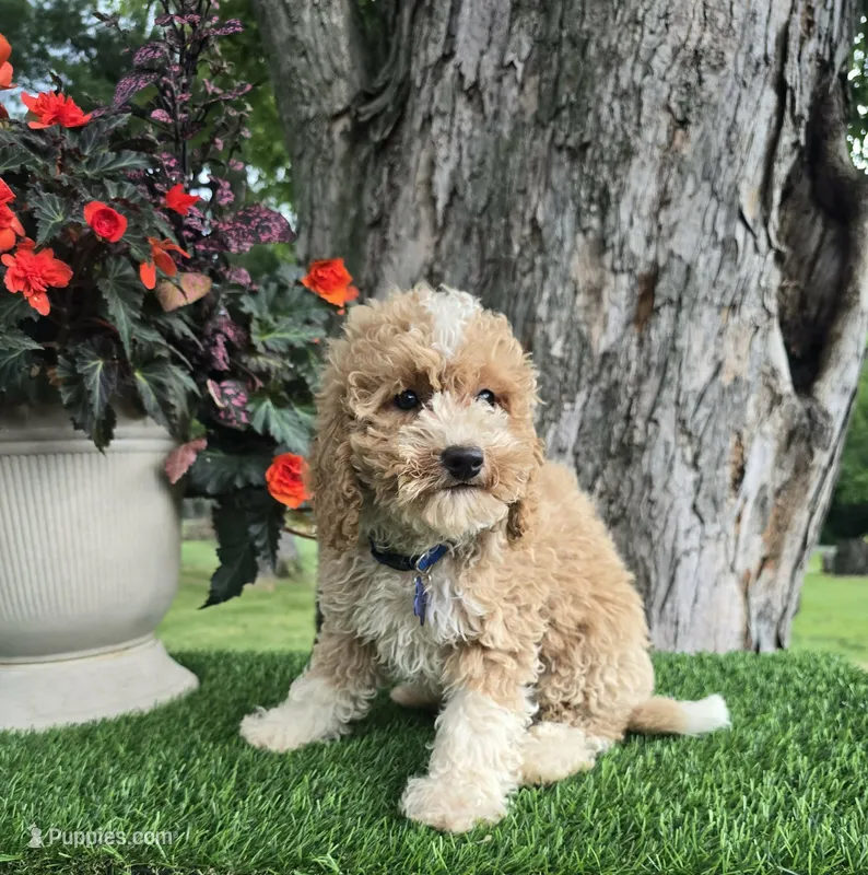 Byron (miniature) – Goldendoodle, Miniature Goldendoodle puppy for sale in Indianapolis, IN
