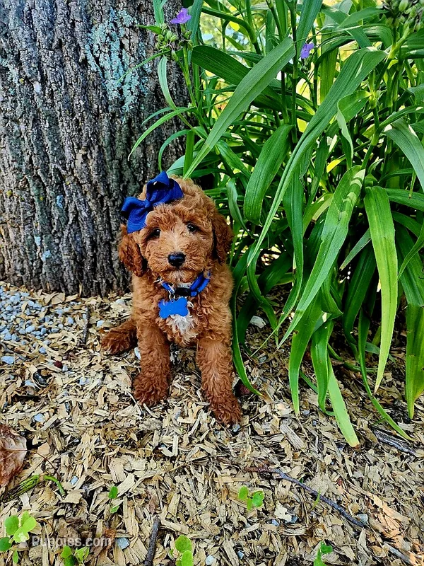 Penny (micro) – Goldendoodle, Miniature Goldendoodle puppy for sale in Indianapolis, IN