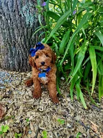 Penny (micro), a female Goldendoodle and Miniature Goldendoodle for sale in Indianapolis, IN – 1 of 5