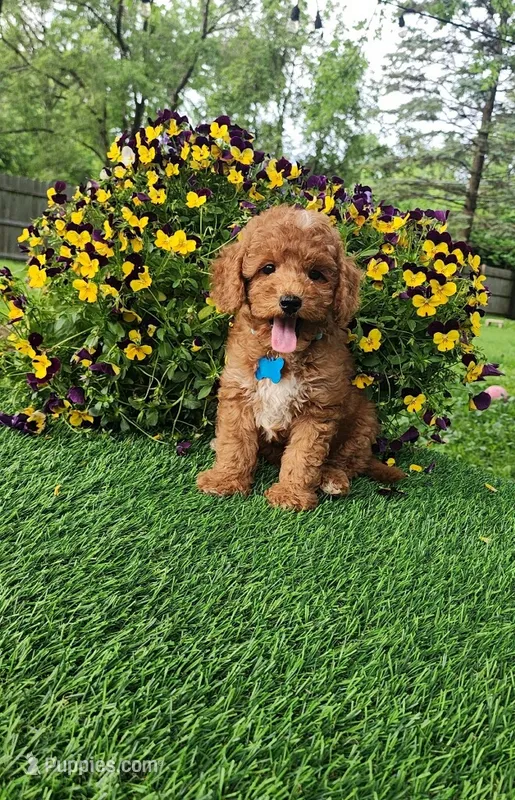 Perry – Goldendoodle, Miniature Goldendoodle puppy for sale in Indianapolis, IN