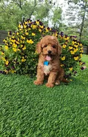 Perry, a male Goldendoodle and Miniature Goldendoodle for sale in Indianapolis, IN – 1 of 9
