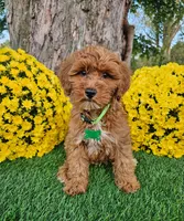 Gavin, a male Goldendoodle and Miniature Goldendoodle for sale in Indianapolis, IN – 3 of 4