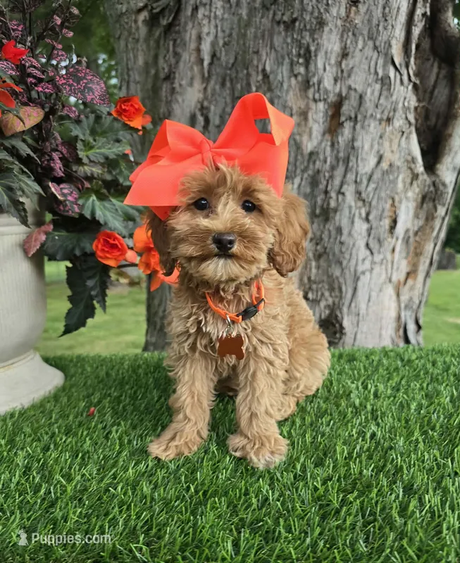Gabby (miniature) – Goldendoodle, Miniature Goldendoodle puppy for sale in Indianapolis, IN