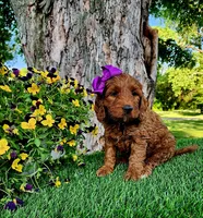 Gabby (miniature), a female Goldendoodle and Miniature Goldendoodle for sale in Indianapolis, IN – 4 of 10