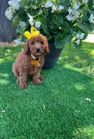 Elsie (micro mini), a female Goldendoodle for sale in Indianapolis, IN – 9 of 9