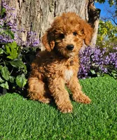 Benjamin, a male Goldendoodle and Miniature Goldendoodle for sale in Indianapolis, IN – 1 of 1