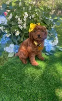 Ella (micro), a female Goldendoodle and Miniature Goldendoodle for sale in Indianapolis, IN – 3 of 4