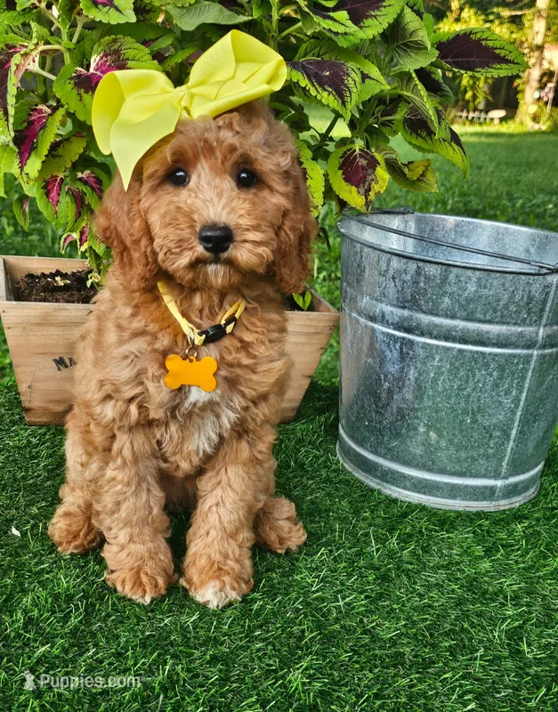 Dutchess (miniature) – Miniature Goldendoodle puppy for sale in Indianapolis, IN