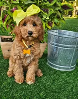 Dutchess (miniature), a female Miniature Goldendoodle for sale in Indianapolis, IN – 1 of 6