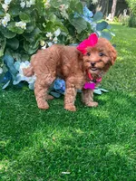 Ella (micro), a female Goldendoodle and Miniature Goldendoodle for sale in Indianapolis, IN – 4 of 5