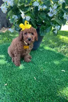Elsie (micro mini), a female Goldendoodle for sale in Indianapolis, IN – 5 of 9