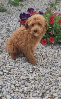 Barry  (miniature), a male Goldendoodle and Miniature Goldendoodle for sale in Indianapolis, IN – 2 of 2