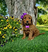 Gabby (miniature), a female Goldendoodle and Miniature Goldendoodle for sale in Indianapolis, IN – 5 of 10