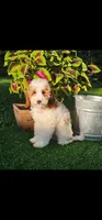Barron (miniature), a male Goldendoodle and Miniature Goldendoodle for sale in Indianapolis, IN – 3 of 5