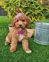 Elsie (miniature), a female Miniature Goldendoodle for sale in Indianapolis, IN – 4 of 8