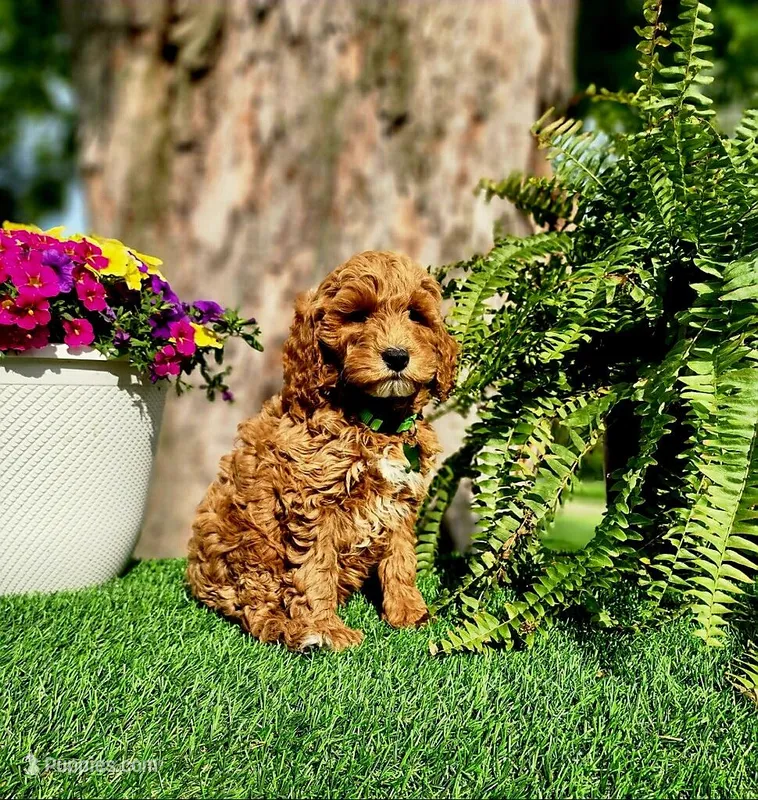 Barron (Miniature) – Miniature Goldendoodle puppy for sale in Indianapolis, IN