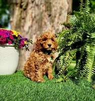 Barron (Miniature), a male Miniature Goldendoodle for sale in Indianapolis, IN – 1 of 7