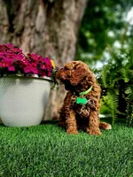 Barron (Miniature), a male Miniature Goldendoodle for sale in Indianapolis, IN – 4 of 7