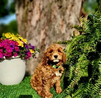 Barron (Miniature), a male Miniature Goldendoodle for sale in Indianapolis, IN – 6 of 7