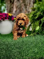 Barron (Miniature), a male Miniature Goldendoodle for sale in Indianapolis, IN – 7 of 7