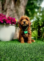 Barron (Miniature), a male Miniature Goldendoodle for sale in Indianapolis, IN – 2 of 7