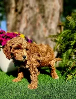 Barron (Miniature), a male Miniature Goldendoodle for sale in Indianapolis, IN – 5 of 7